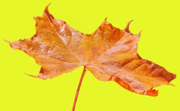 Isolated autumn leaf. — Stock Photo, Image