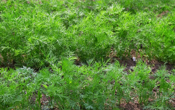 Young green fresh dill. — Stock Photo, Image