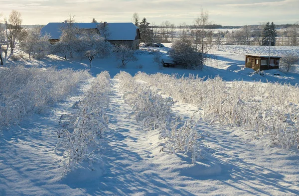 Tuin van berry bush. — Stockfoto