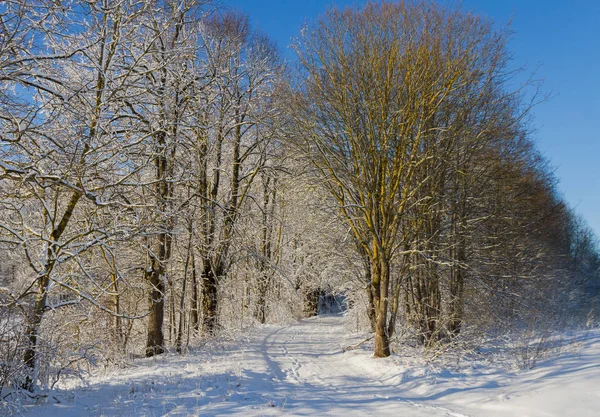 美しい冬の路地公園. — ストック写真