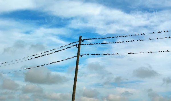 Život volně žijících ptáků. — Stock fotografie