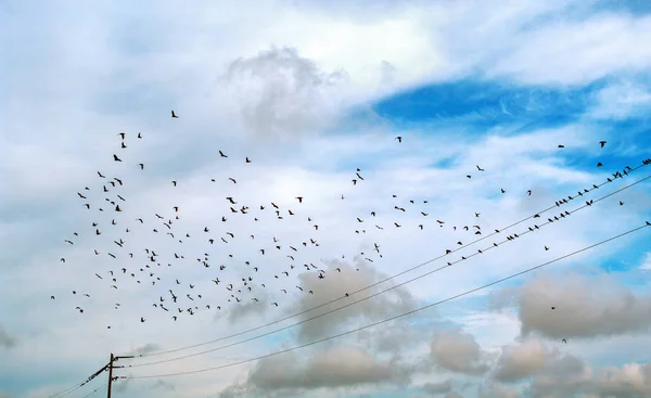 Life of wild birds. — Stock Photo, Image