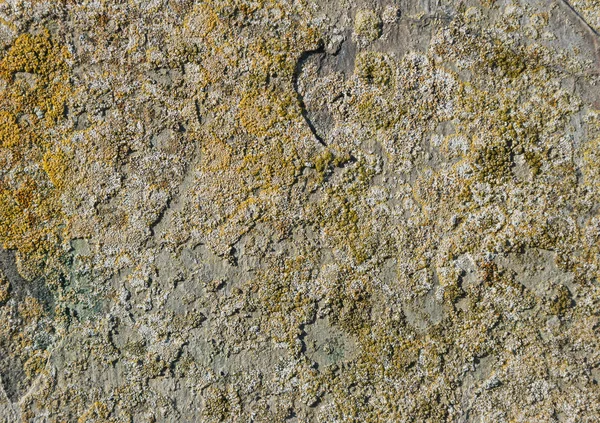 Textura de la pared . — Foto de Stock