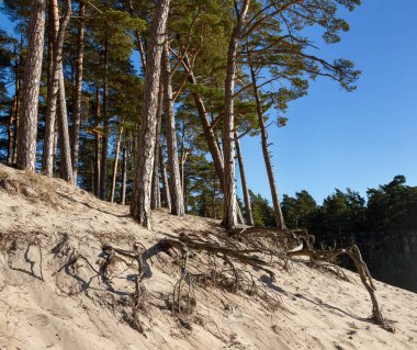 Çam ağaçları büyüyor.