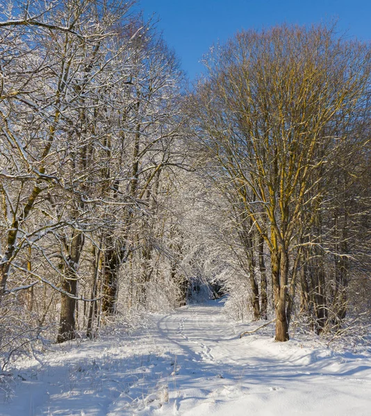 Beautiful winter alley park. — Stock Photo, Image