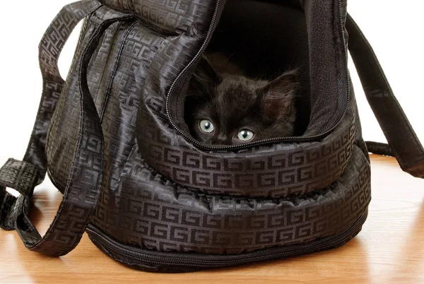 Gatito en una bolsa . —  Fotos de Stock