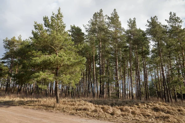 Pine trees on the dunes. — Stock Photo, Image