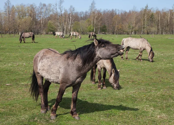 Cavalos selvagens em um campo . — Fotografia de Stock