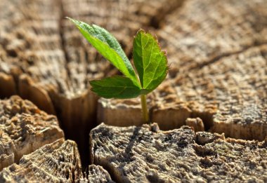 yarıktan büyüyen ot.