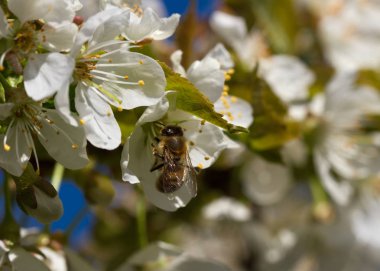 Blossom kiraz ağacı.