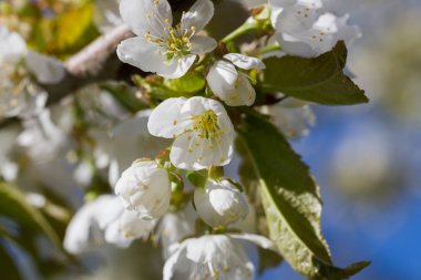Blossom kiraz ağacı.