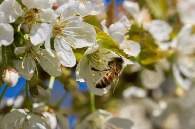 Blossom kiraz ağacı.