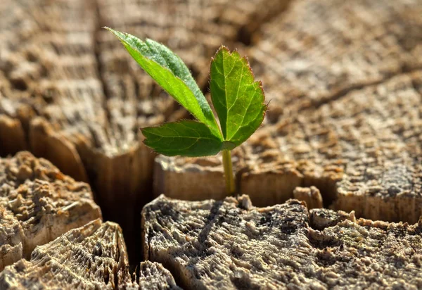 yarıktan büyüyen ot.