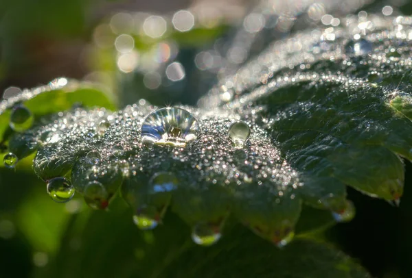 草莓植物生长. — 图库照片