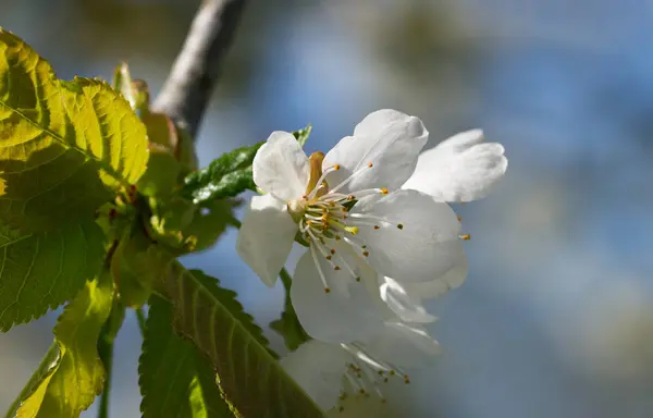 Blossom kiraz ağacı. — Stok fotoğraf