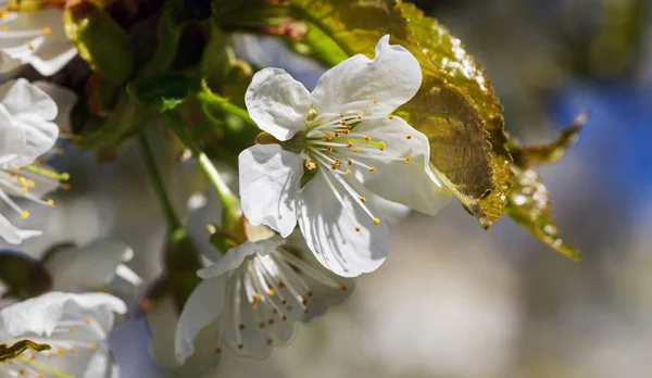 Blossom kiraz ağacı. — Stok fotoğraf