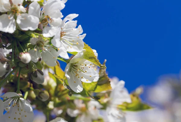 Blossom cherry tree. — Stock Photo, Image