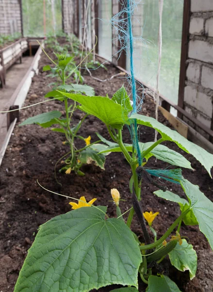 Cultivo de pepinos en un invernadero. — Foto de Stock