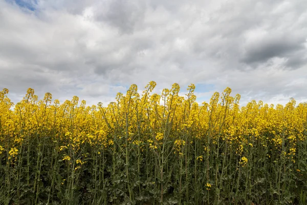 Fiori di stupro su un campo . — Foto Stock