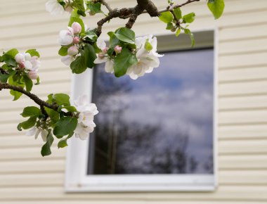 Çiçekli elma ağacı..