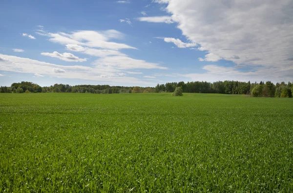 Campo di frumento. — Foto Stock