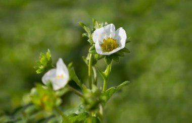 Trawberries çiçeği.