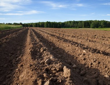 Bir patates alanıyla gozlerime.