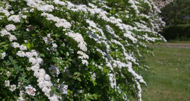 Yemyeşil çiçek açan çalılar.