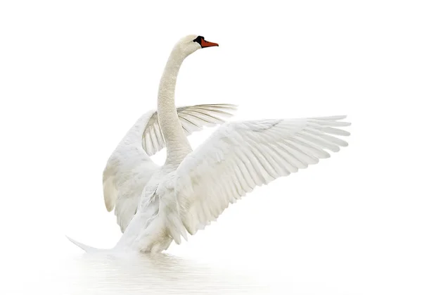 Swan on the surface. — Stock Photo, Image