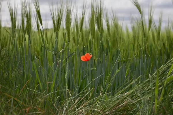 Barley field dengan poppy . — Stok Foto