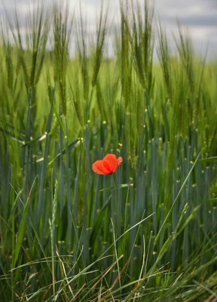 Gerst veld met papaver. — Stockfoto