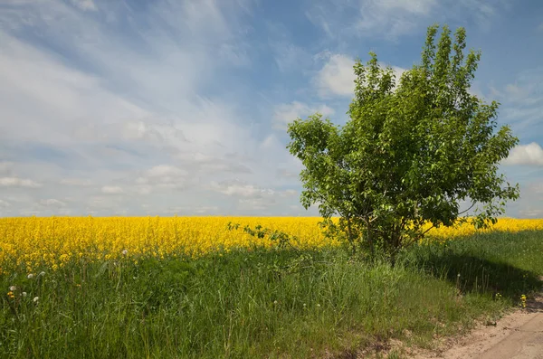 Country landscape with bush. — Stock Photo, Image