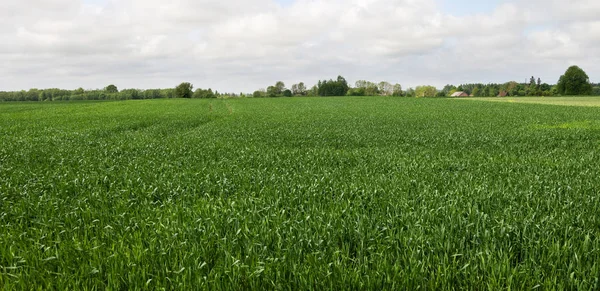 Coltivare grano su un campo . — Foto Stock