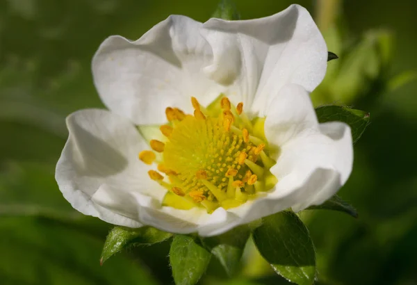 Blomma av trawberries. — Stockfoto