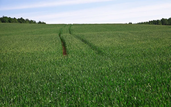 Growing wheat on a field. — Stock Photo, Image