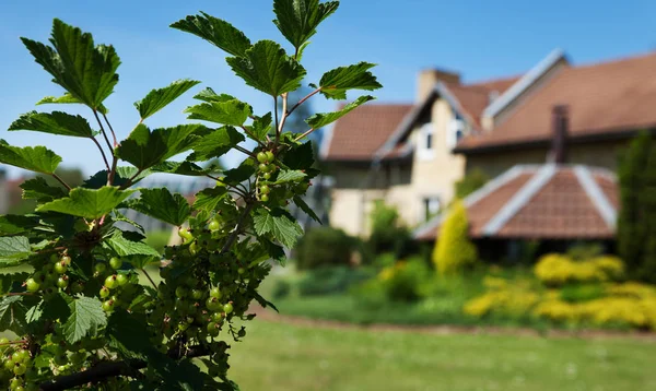 Chalet rural et jardin . — Photo