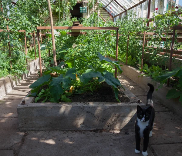 Természetes kertben üvegház. — Stock Fotó