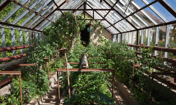 Természetes kertben üvegház. — Stock Fotó