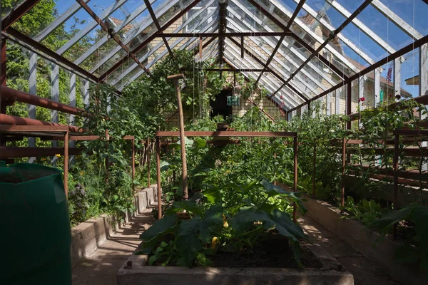 自然な庭の温室. — ストック写真