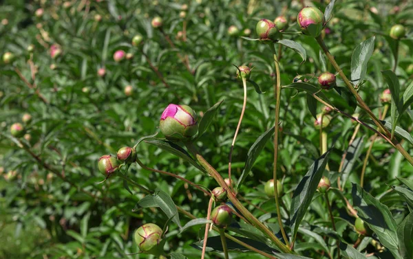 Arbustos de peônia rosa . — Fotografia de Stock