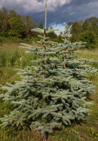 Blauwe spar groeit in de natuur. — Stockfoto