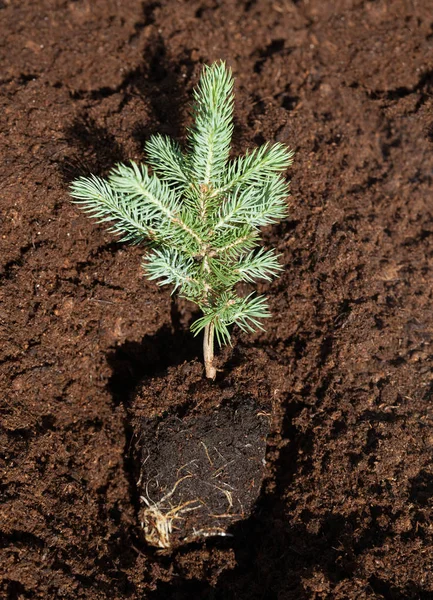 Planting of a fir tree. — Stock Photo, Image