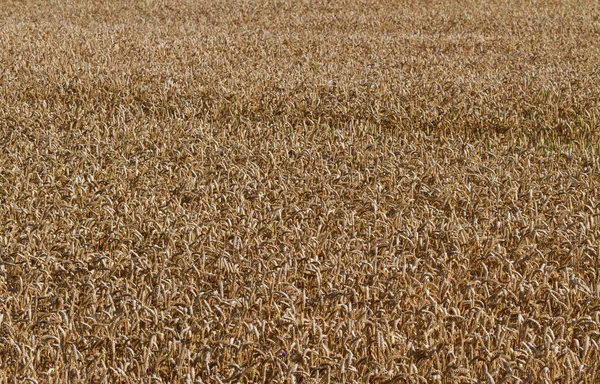 Büyüyen hububat buğday. — Stok fotoğraf