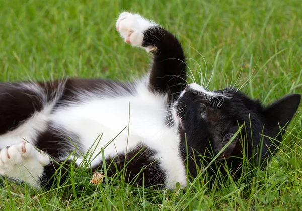 Sevimli siyah beyaz kedi. — Stok fotoğraf