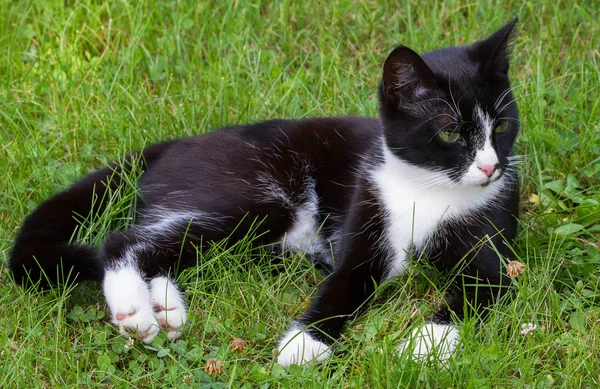 Bedårande svart och vit katt. — Stockfoto