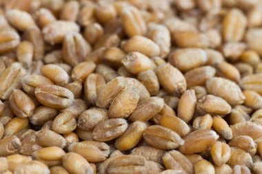 Olgun tahıl yüzey.