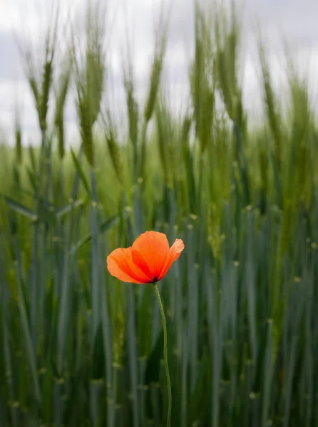 Barley field dengan poppy . — Stok Foto