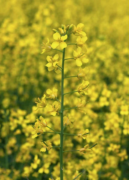 Blühendes Rapsfeld. — Stockfoto