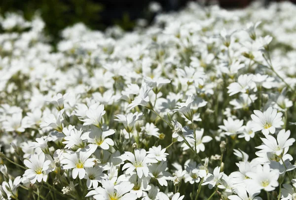 Fleurs blanches dans un jardin. — Photo