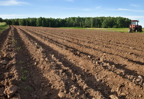 Feld mit Kartoffelfurchen. — Stockfoto